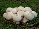 Břichatkovité houby