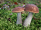 Hřibovité houby