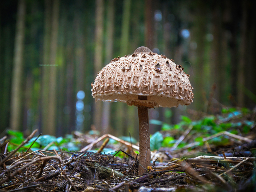 Fotosoutěž o ceny, Houby před objektivem, Fotografická soutěž