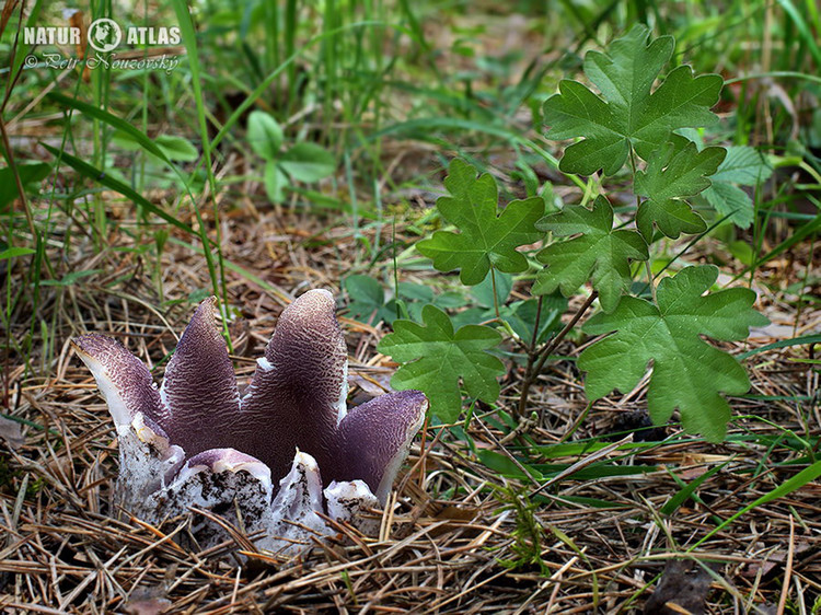 baňka velkokališná (Sarcosphaera coronaria)