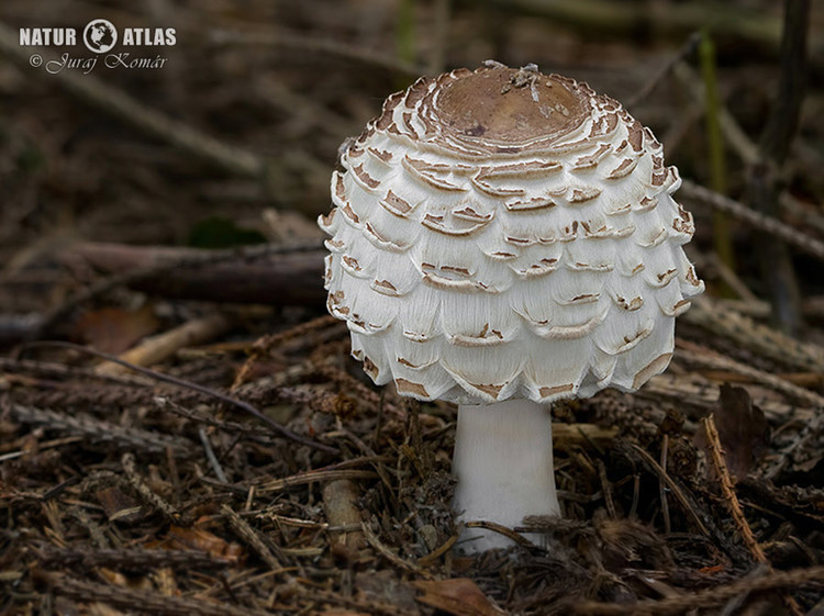 bedla červenající (Chlorophyllum rachodes)