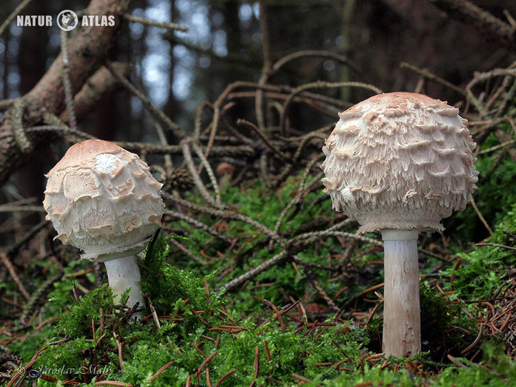 bedla šedohnědá (Chlorophyllum olivieri)