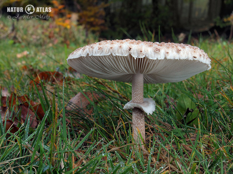 bedla vyniklá (Macrolepiota prominens)