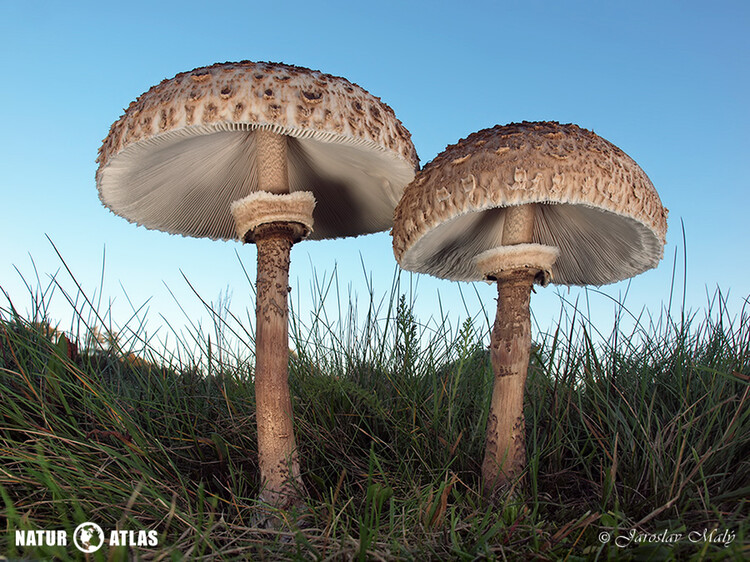 bedla vysoká (Macrolepiota procera)