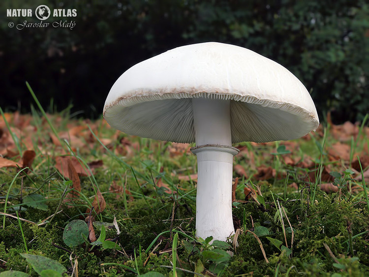 bedla zardělá (Leucoagaricus leucothites)