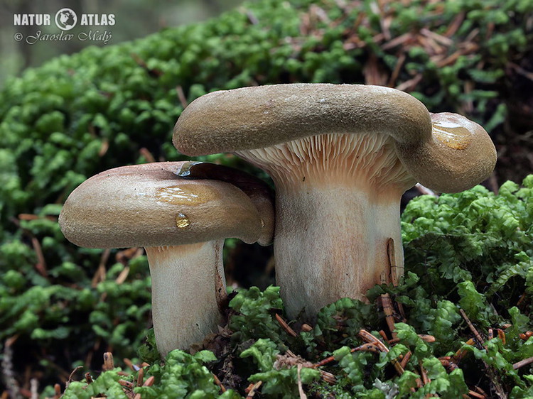 čechratka podvinutá (Paxillus involutus)