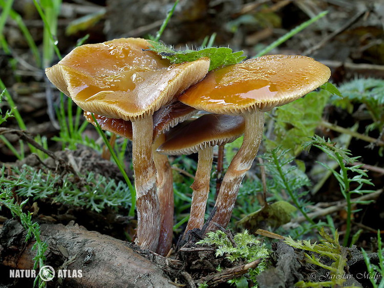 čepičatka jehličnanová (Galerina marginata)