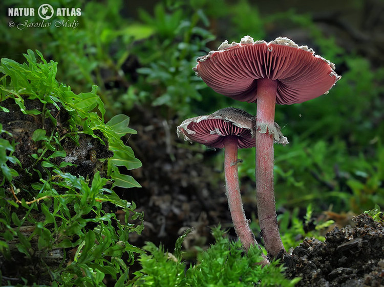 černolupen krvavý (Melanophyllum haematospermum)