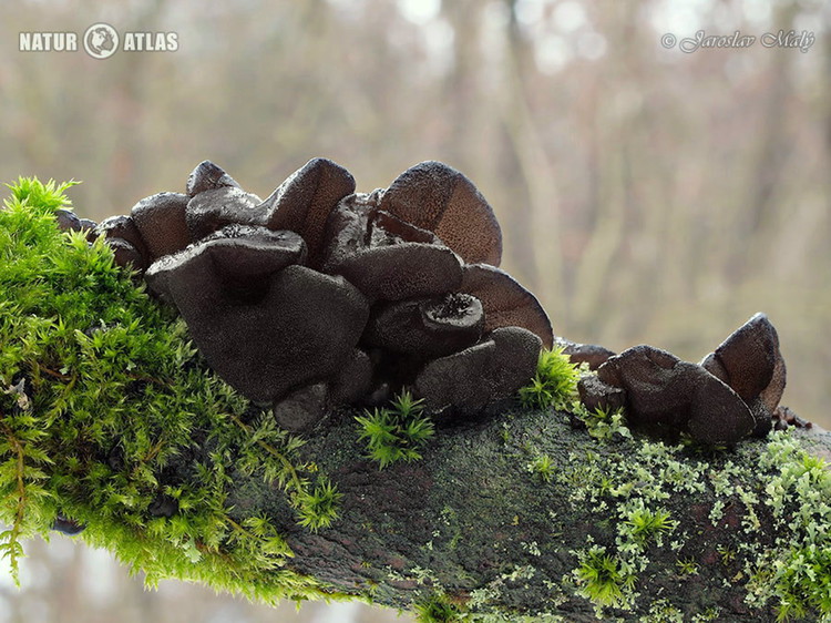 černorosol uťatý (Exidia glandulosa)