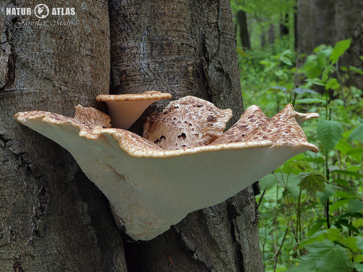 choroš šupinatý (Polyporus squamosus)