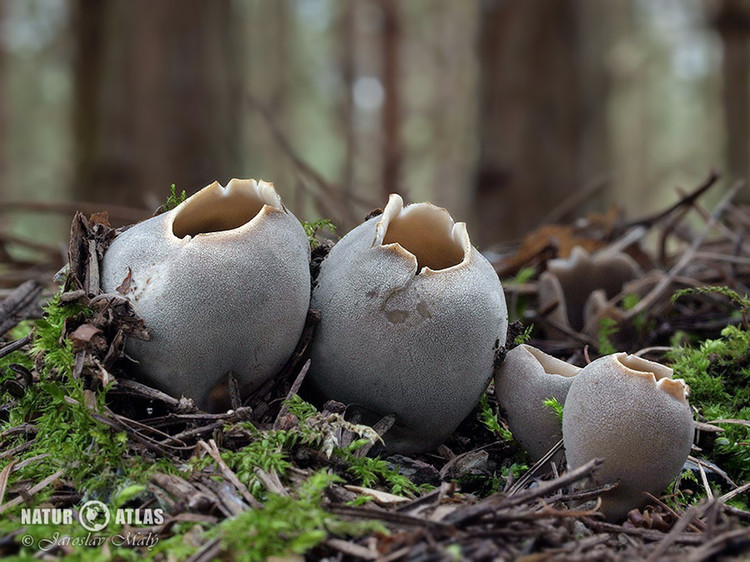 chřapáč kalíškovitý (Helvella leucomelaena)