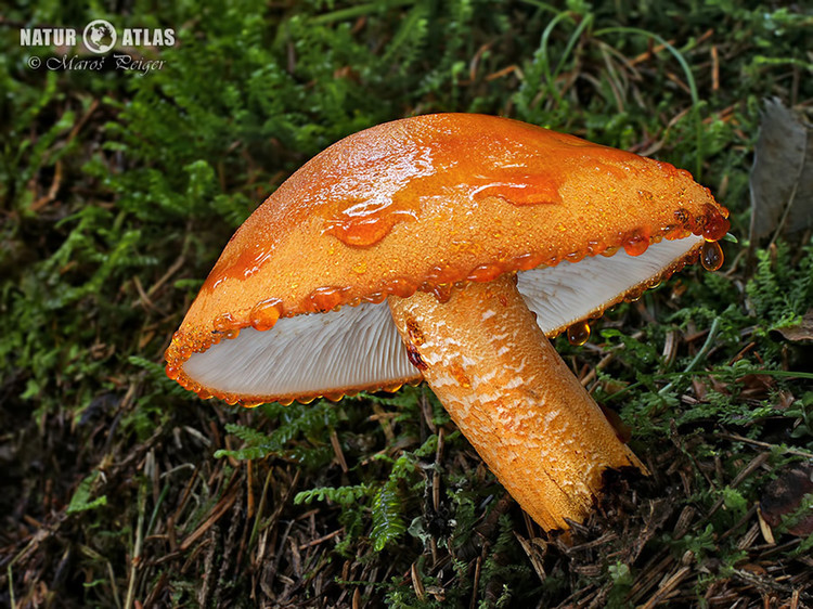 čirůvka oranžová (Tricholoma aurantium)