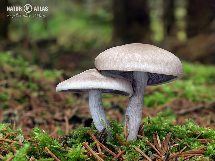 čirůvka špinavá (Lepista sordida)