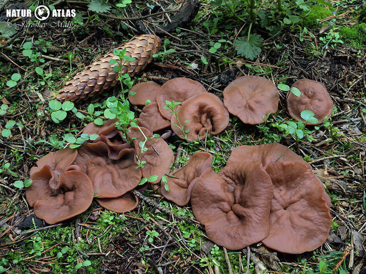 destice chřapáčová (Discina ancilis)