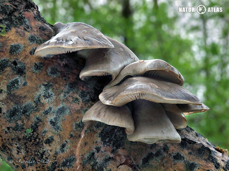 hlíva čepičkatá (Pleurotus calyptratus)