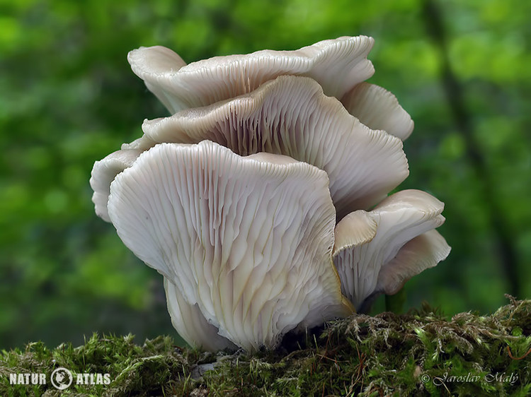 hlíva plicní (Pleurotus pulmonarius)