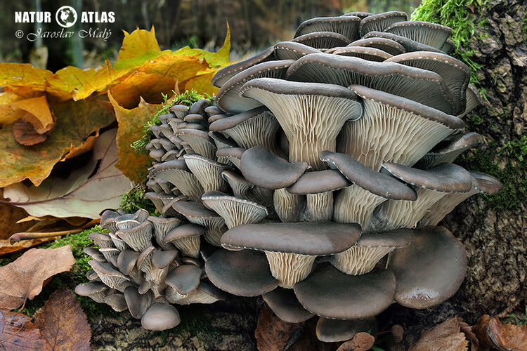 hlíva ústřičná (Pleurotus ostreatus)