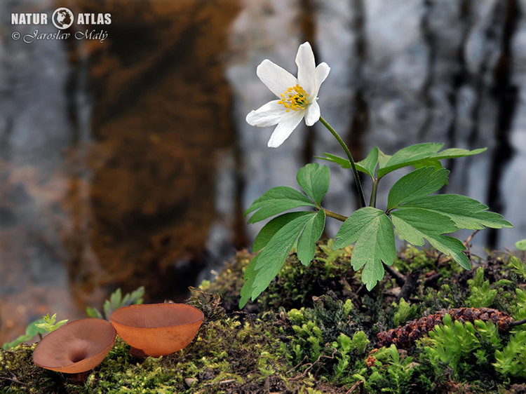 hlízenka sasanková (Dumontinia tuberosa)
