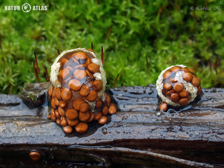 hnízdovka nacpaná (Nidularia deformis)
