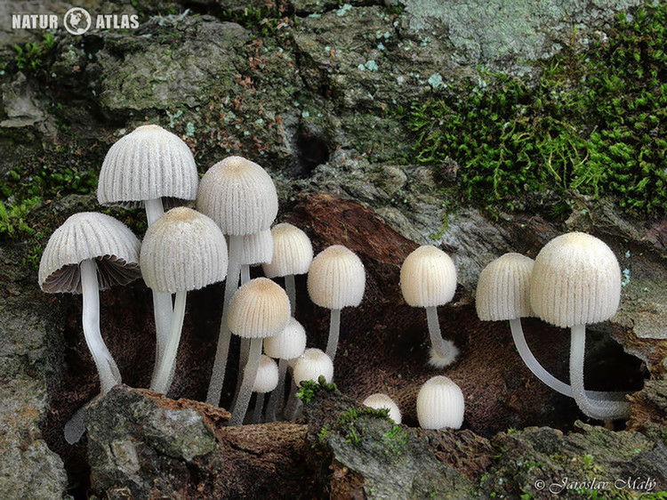 hnojník nasetý (Coprinellus disseminatus)