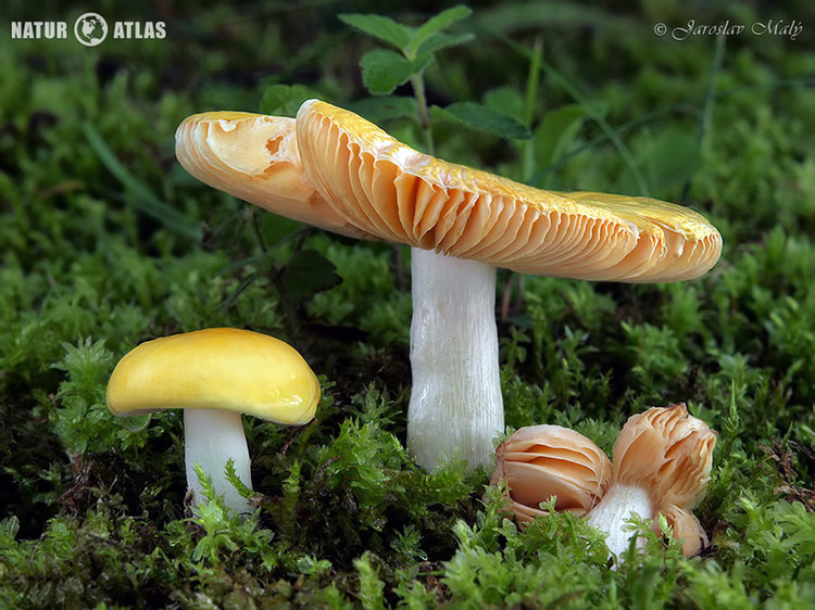 holubinka měnlivá (Russula risigallina)