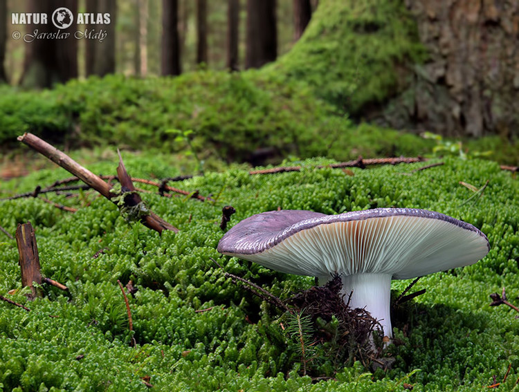 holubinka namodralá (Russula cyanoxantha)