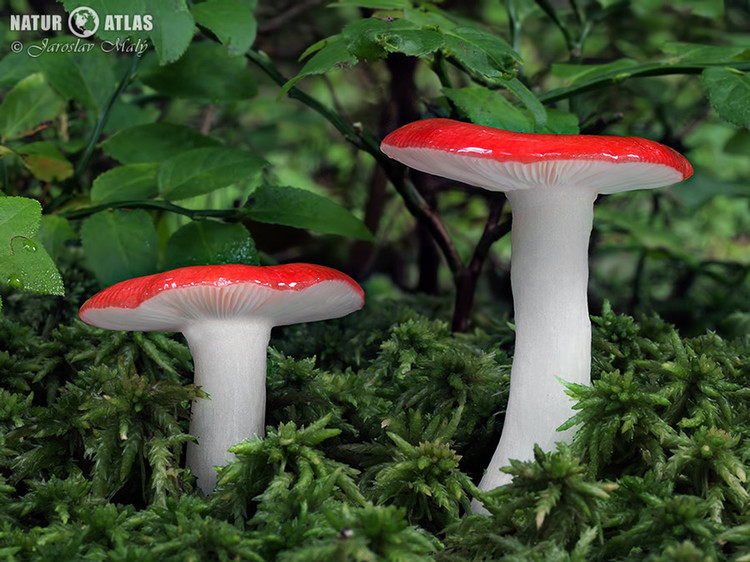 holubinka vrhavka (Russula emetica)