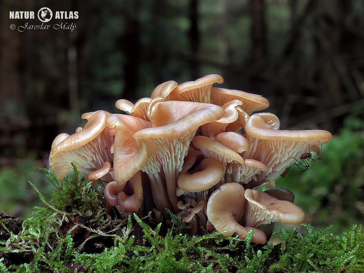 houžovec hlemýžďovitý (Lentinellus cochleatus)