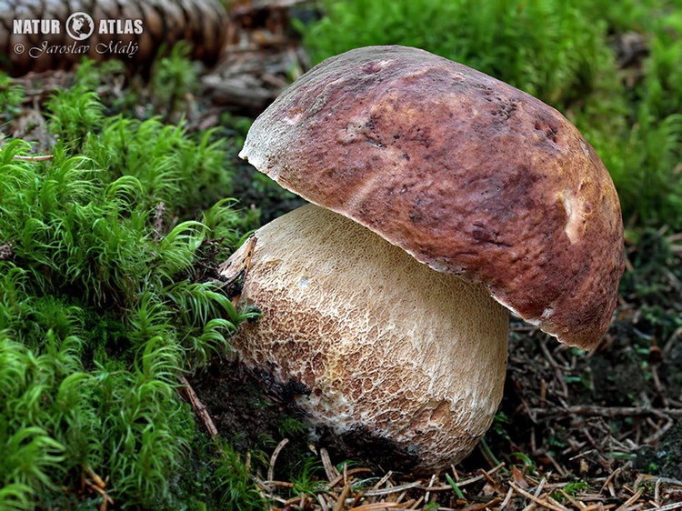 hřib borový (Boletus pinophilus)