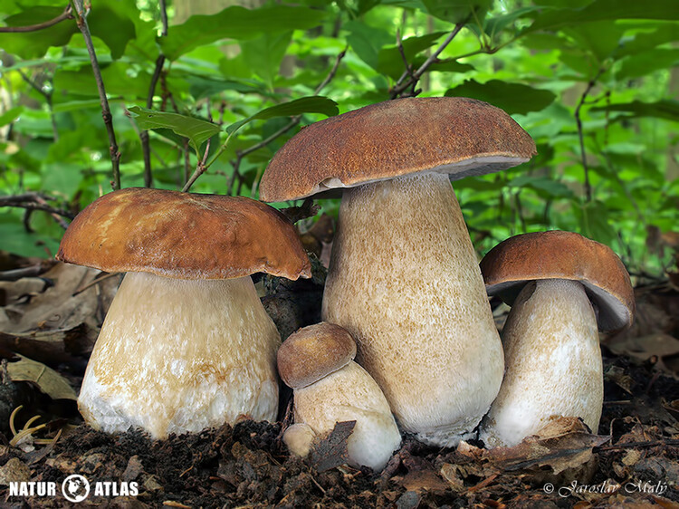 hřib dubový (Boletus reticulatus)