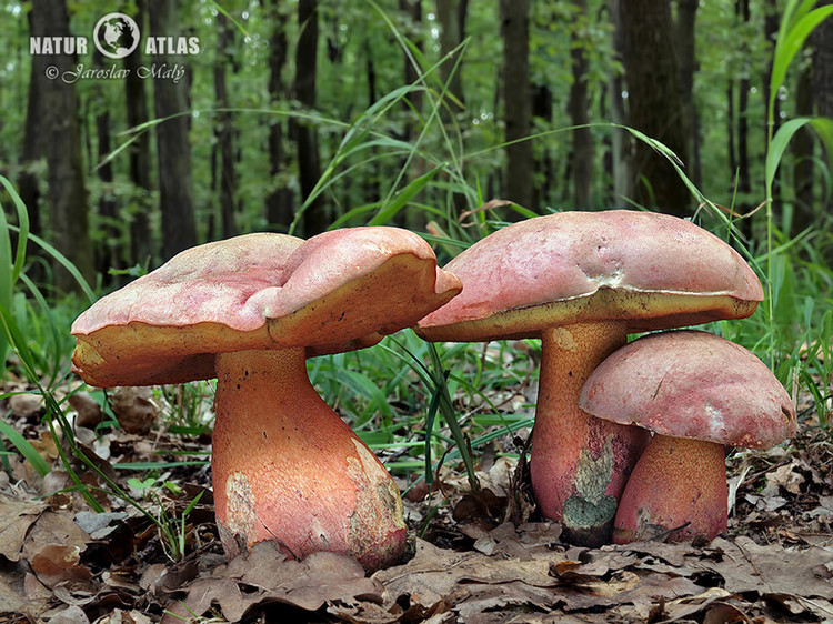 hřib Le Galové (Rubroboletus legaliae)