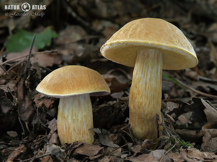 hřib moravský (Aureoboletus moravicus)