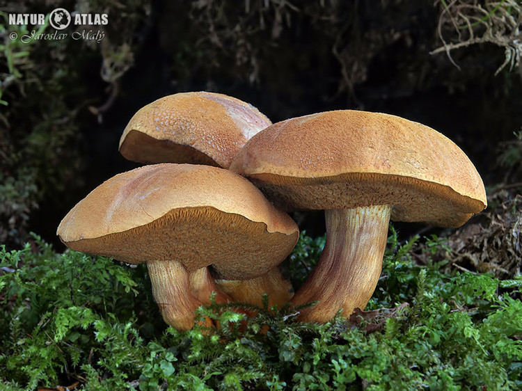 hřib peprný (Chalciporus piperatus)