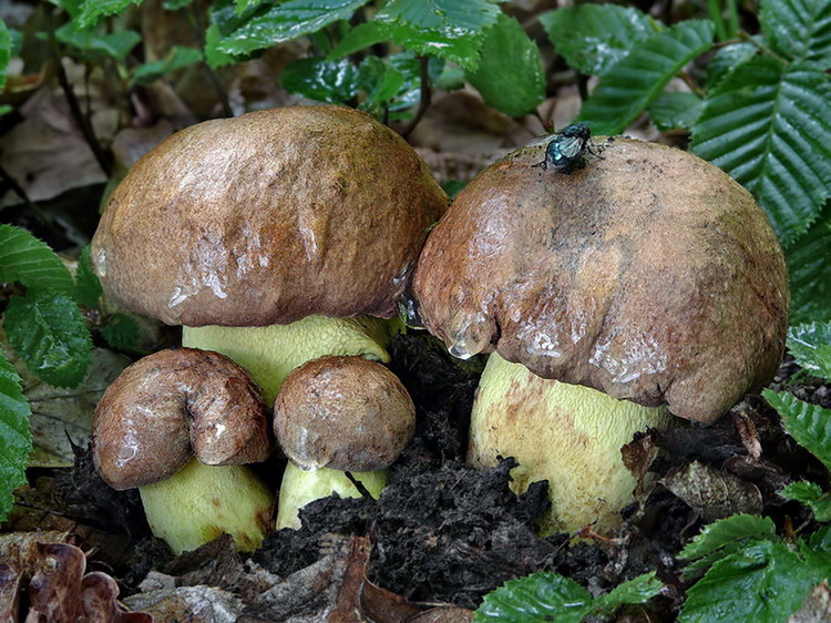 hřib přívěskatý (Butyriboletus appendiculatus)
