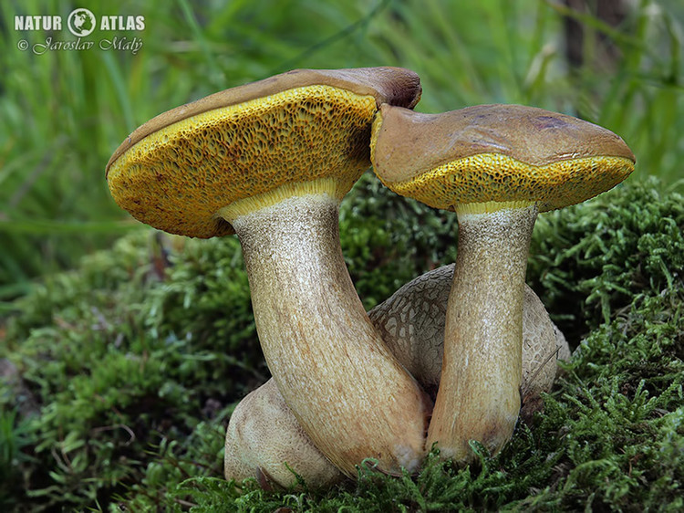 hřib příživný (parazitický) (Pseudoboletus parasiticus)