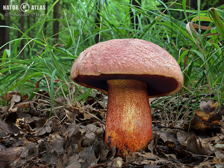 hřib rudonachový (Imperator rhodopurpureus)