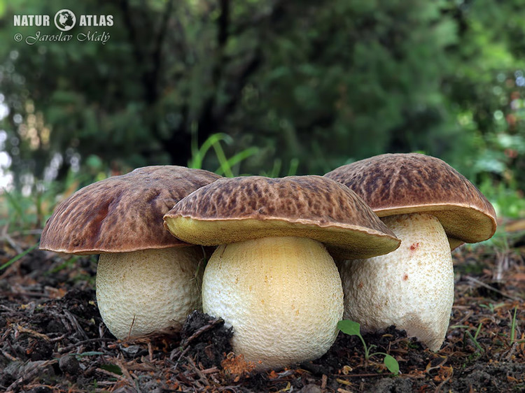 hřib skvrnitý (Hemileccinum depilatum)