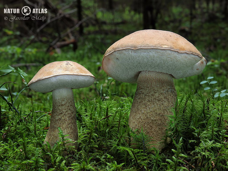 hřib žlučník (Tylopilus felleus)