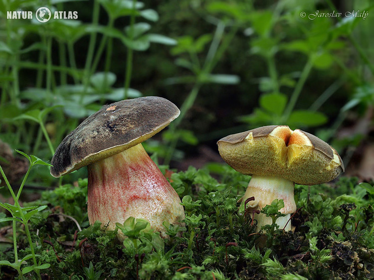 hřib žlutomasý (Xerocomellus chrysenteron)