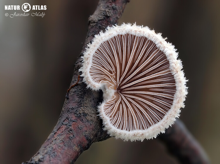 klanolístka obecná (Schizophyllum commune)