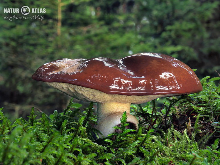 klouzek obecný (Suillus luteus)