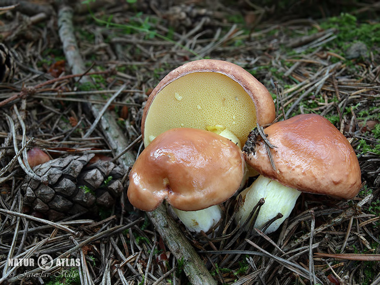 klouzek zrnitý (Suillus granulatus)