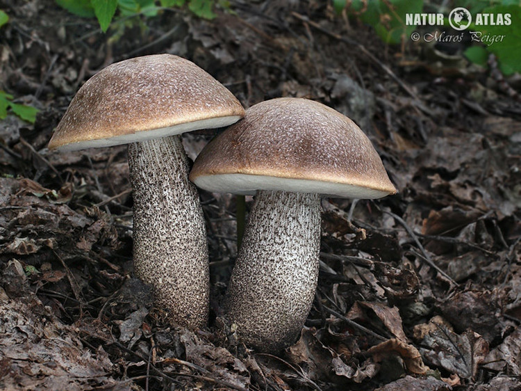 kozák topolový (Leccinum duriusculum)