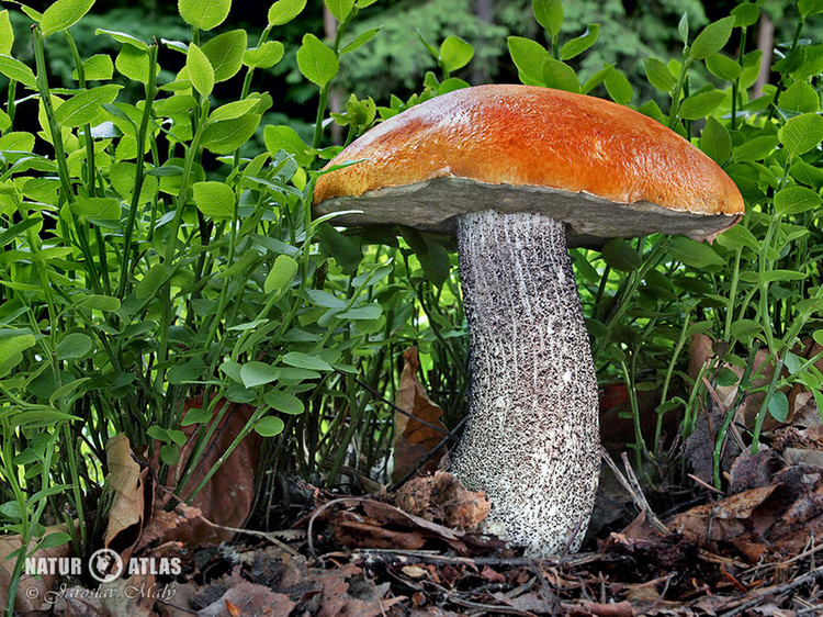 křemenáč březový (Leccinum versipelle)