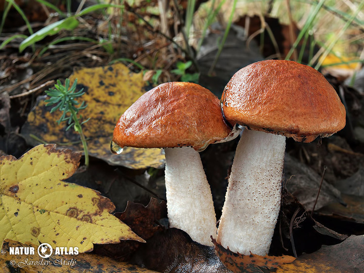 křemenáč osikový (Leccinum rufum)