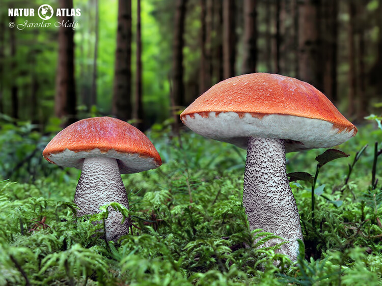 křemenáč smrkový (Leccinum piceinum)