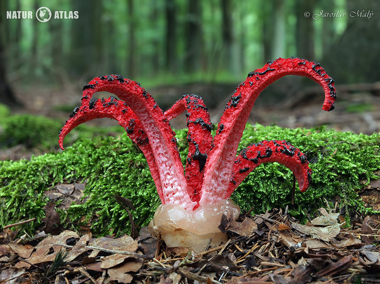 květnatec Archerův (Clathrus archeri)