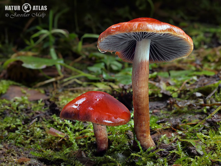límcovka oranžová (Leratiomyces ceres)