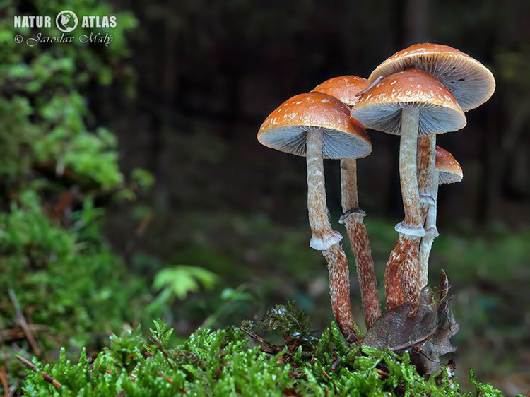 límcovka šupinatá plavá (Leratiomyces squamosus var. thraustus)