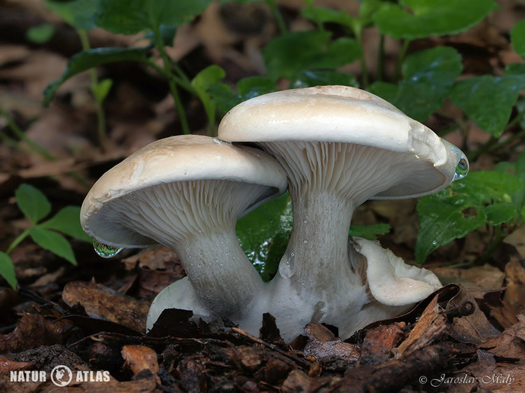 mechovka obecná (Clitopilus prunulus)